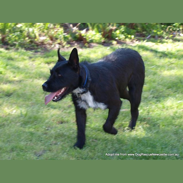 Photo of Daisy (On Trial 22/12/14) ~ Scottish Terrier X