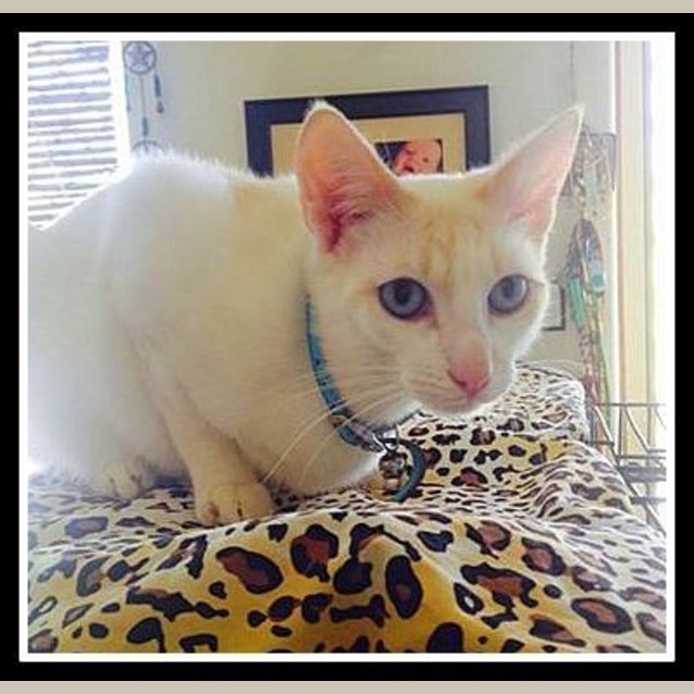 Photo of "Ah Ching"  Purrfect Match