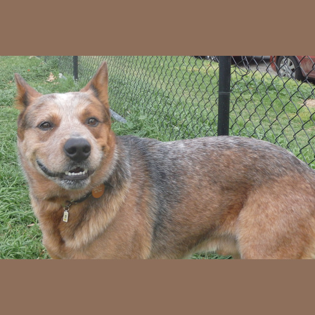 Photo of Rusty