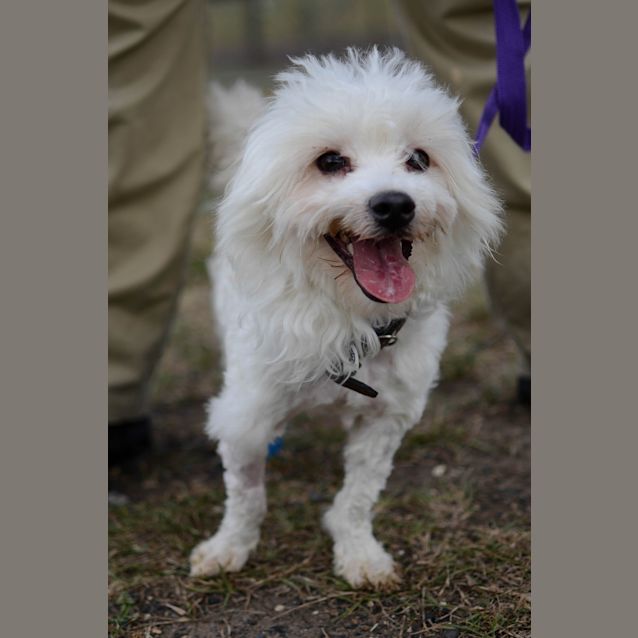 Photo of Marshmallow