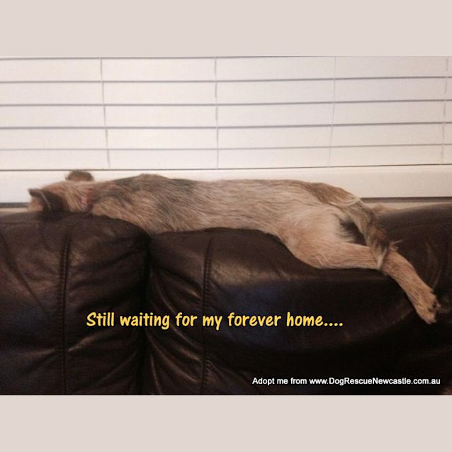 Photo of Cherry Pie (On Trial 27/12/14) ~ Cattle Dog X  Jrt