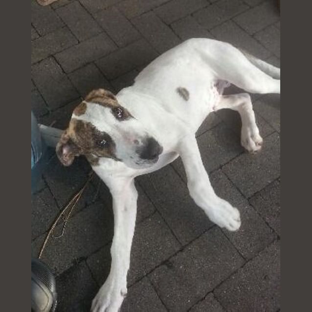 Photo of Maverick