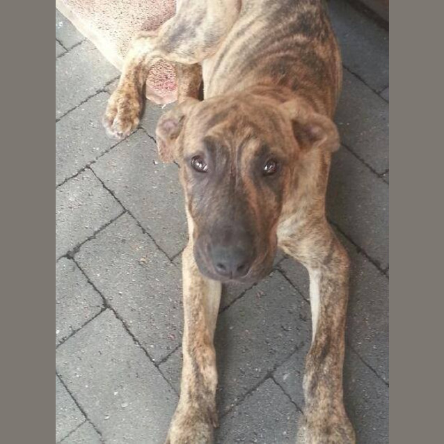 Photo of Goose (Adoption Pending)
