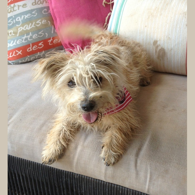 Photo of Coco *On Trial In Her New Home*