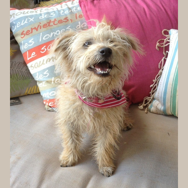 Photo of Coco *On Trial In Her New Home*