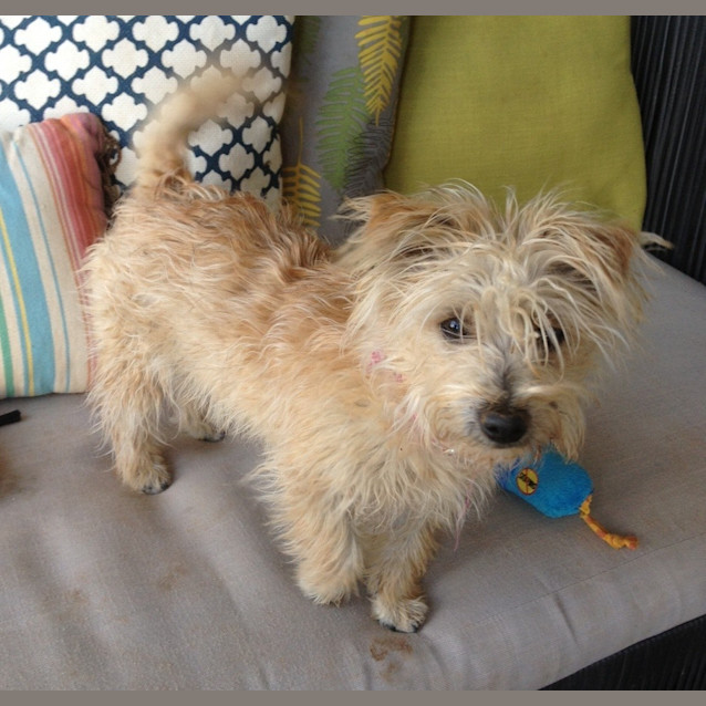 Photo of Coco *On Trial In Her New Home*