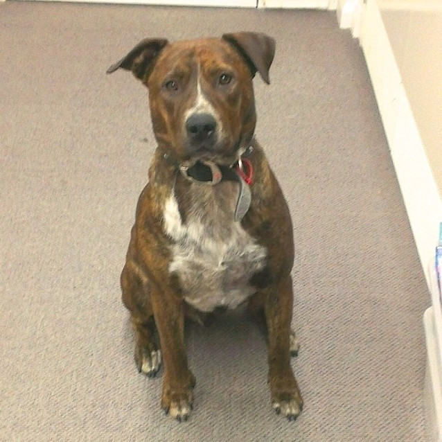 Photo of Hank