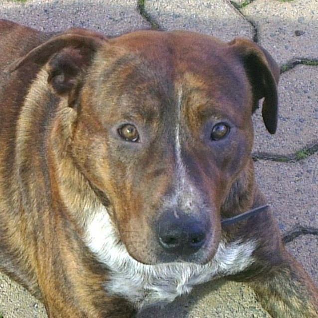 Photo of Hank