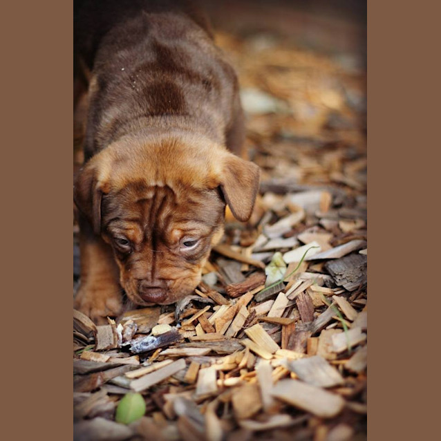 Photo of Lacey 