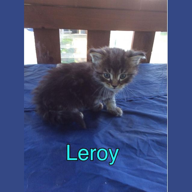 Photo of Leeroy 