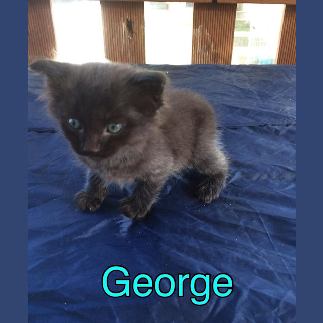 Photo of George (The Pet House, Erina Fair)