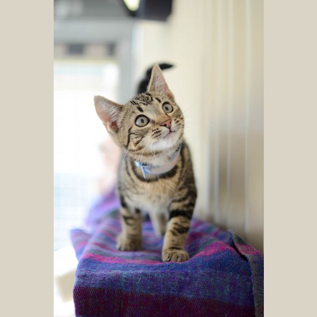 Photo of Squeak