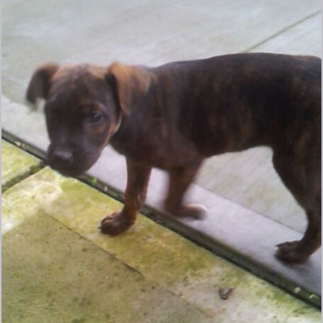 Photo of Roger   Staghound X Puppy