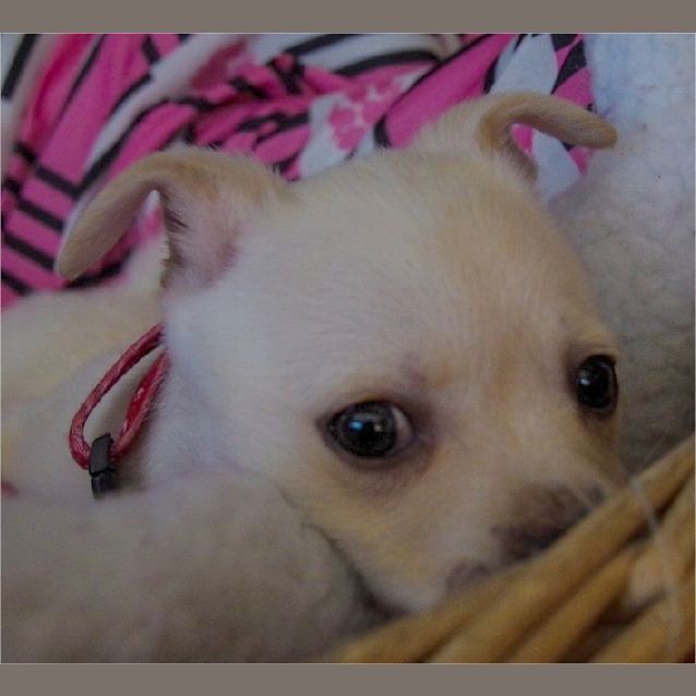 Photo of Cherry ~ Rehomed 4/10/14
