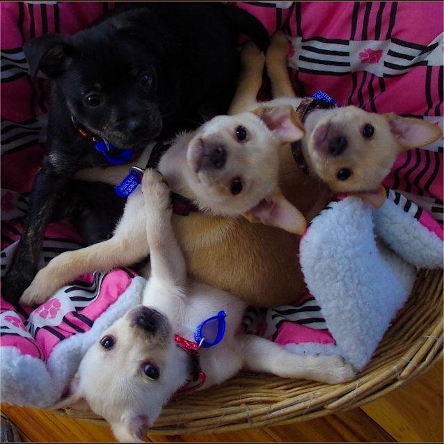 Photo of Cherry ~ Rehomed 4/10/14