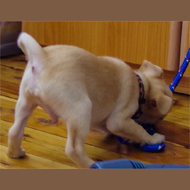 Photo of Falco ~ Rehomed 3/10/2014