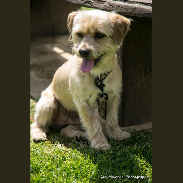 Photo of Toby