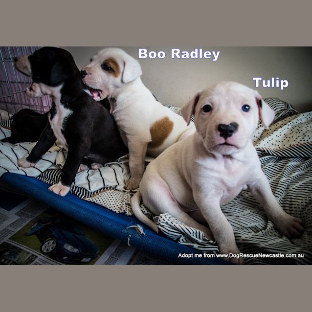 Photo of Tulip (On Trial 14/12/14)~ Lab X Bull Arab Puppy