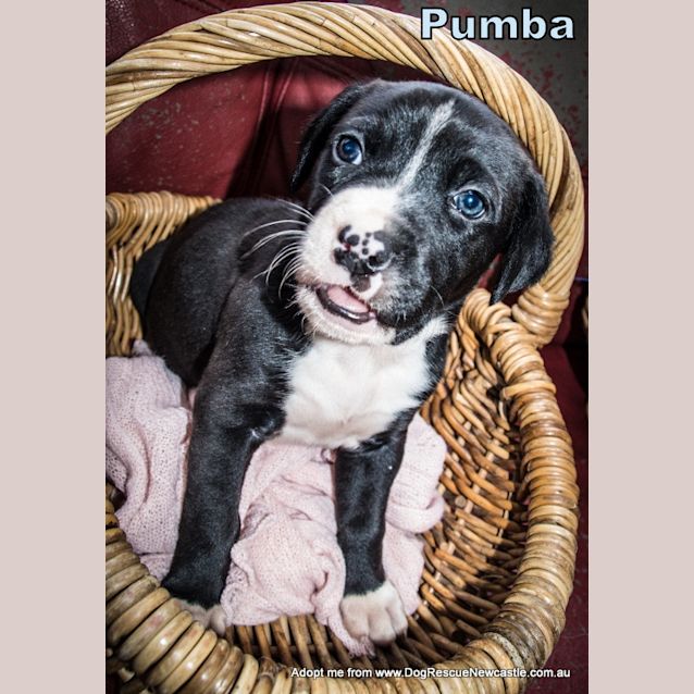 Photo of Pumba ~ Lab X Bull Arab Puppy (On Trial 25/10/14)