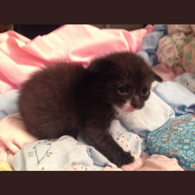 Photo of Prancer