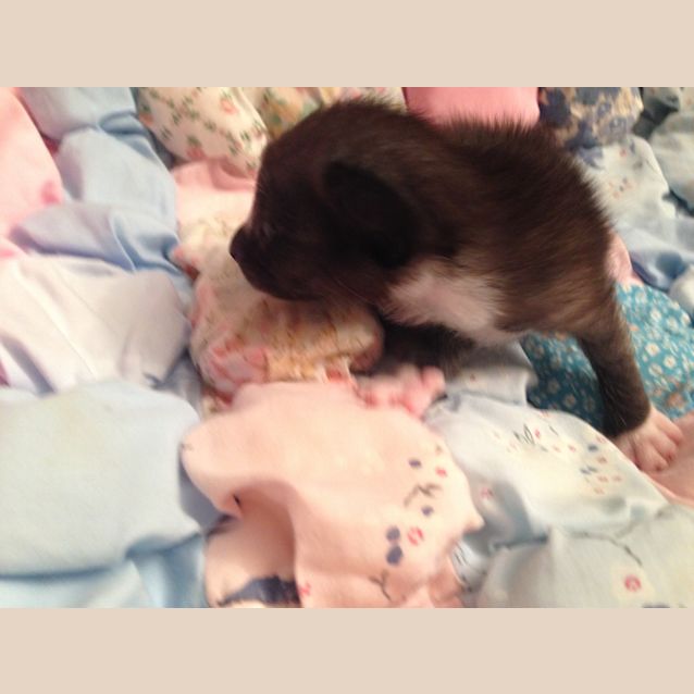Photo of Blitzen