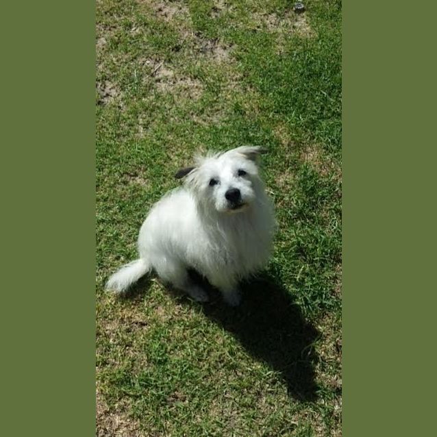 Photo of Benji Dl764
