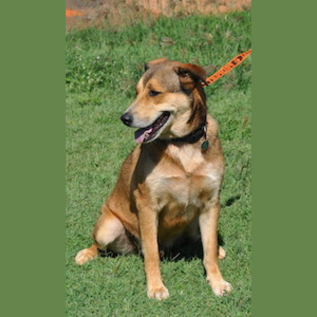 Photo of Cooper Aka Superdog (Be D19916)