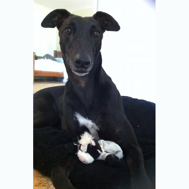 Photo of Luscious "Libby".  Gold Coast Based