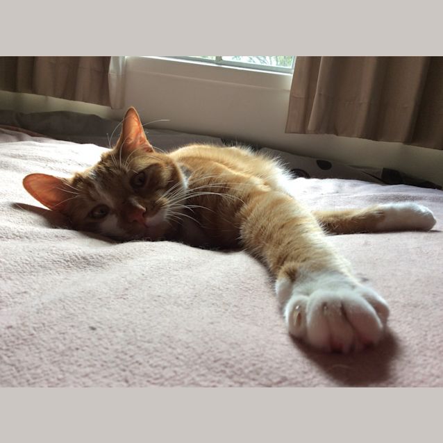 Photo of Bertie