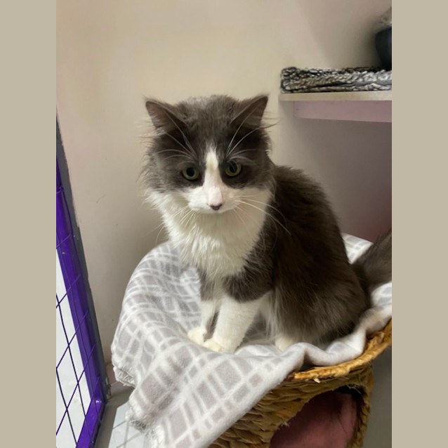 Photo of Smokey Joe