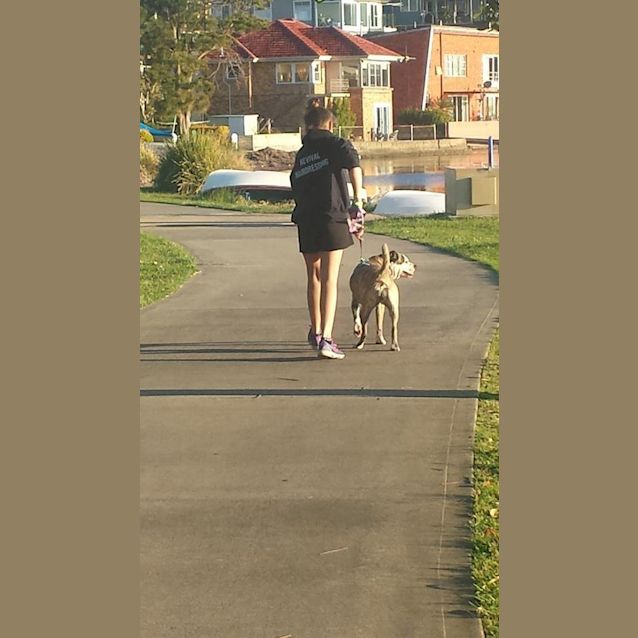 Photo of Zoe (On Trial 10/10/14) ~ Boxer X Staffy