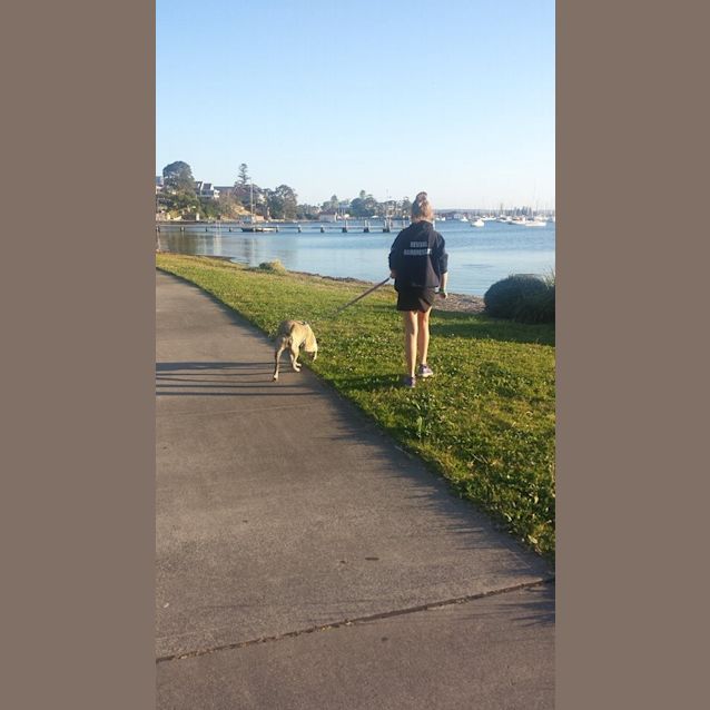 Photo of Zoe (On Trial 10/10/14) ~ Boxer X Staffy
