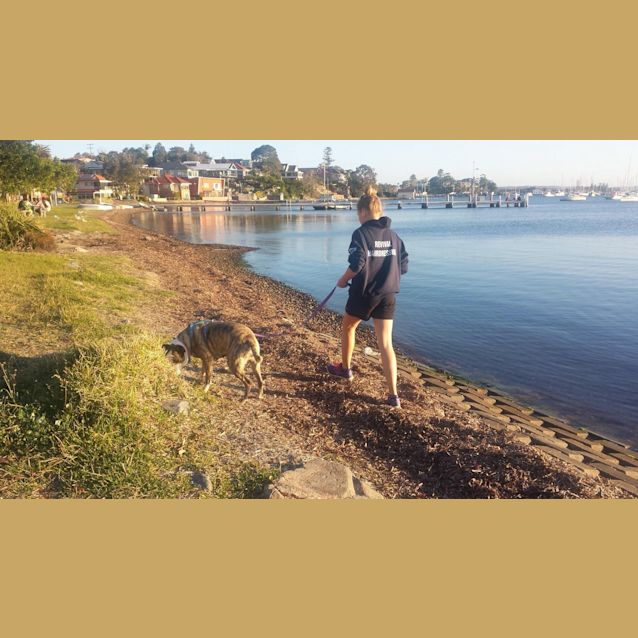 Photo of Zoe (On Trial 10/10/14) ~ Boxer X Staffy