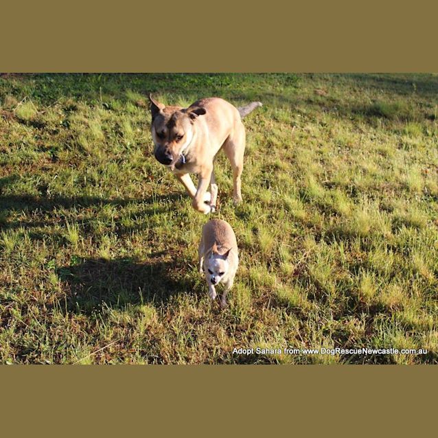 Photo of Sahara (Trial ~19/1/15) ~ German Shepherd X