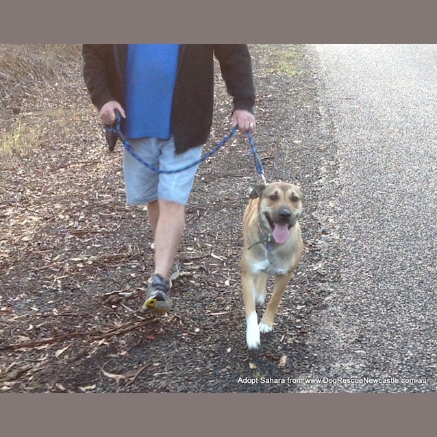 Photo of Sahara (Trial ~19/1/15) ~ German Shepherd X