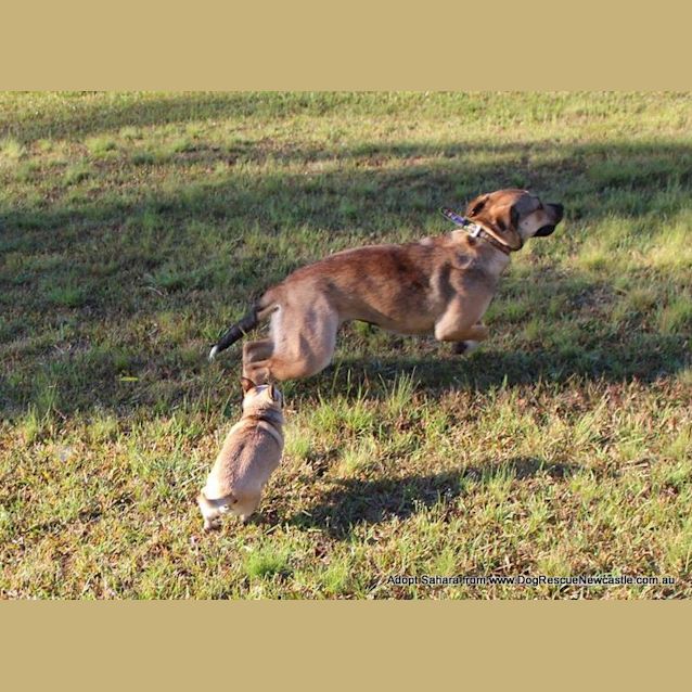 Photo of Sahara (Trial ~19/1/15) ~ German Shepherd X
