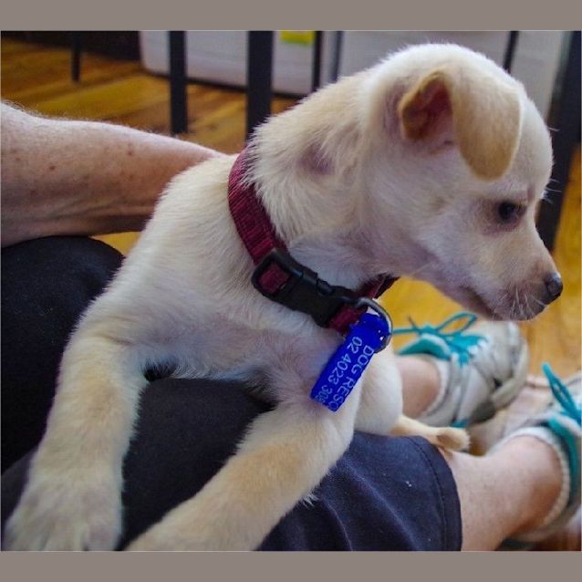 Photo of Hindy ~ Rehomed 3/10/2014