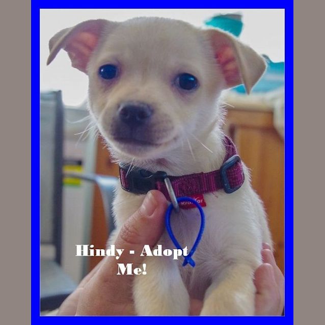 Photo of Hindy ~ Rehomed 3/10/2014