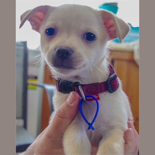 Photo of Hindy ~ Rehomed 3/10/2014