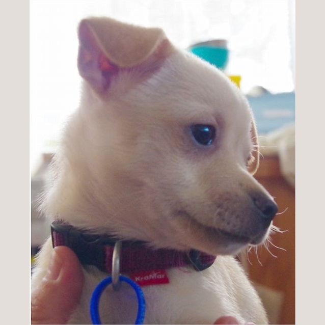 Photo of Hindy ~ Rehomed 3/10/2014