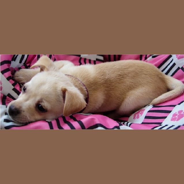 Photo of Hindy ~ Rehomed 3/10/2014