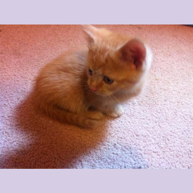 Photo of Simba 
