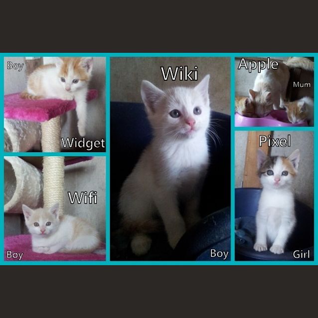 Photo of Wiki