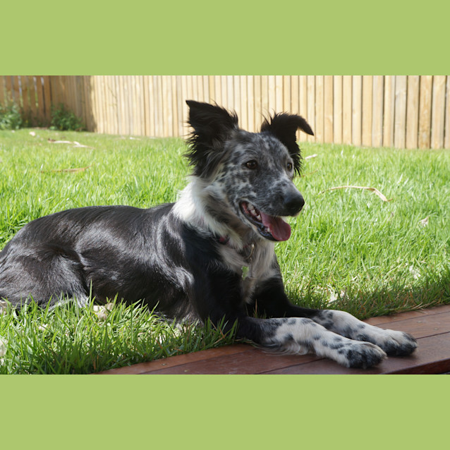 Photo of Poppy