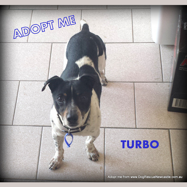 Photo of Turbo ~ 5yo Mini Foxy (On Trial 22/10/14)