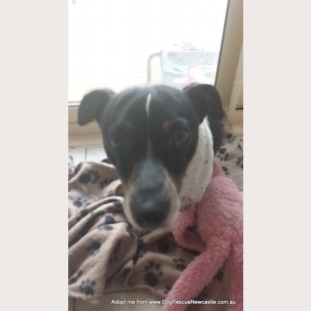 Photo of Turbo ~ 5yo Mini Foxy (On Trial 22/10/14)