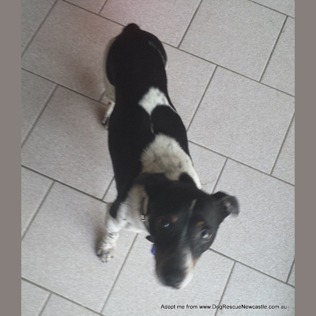 Photo of Turbo ~ 5yo Mini Foxy (On Trial 22/10/14)