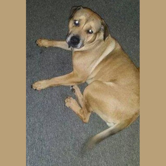 Photo of Bailey Dl851