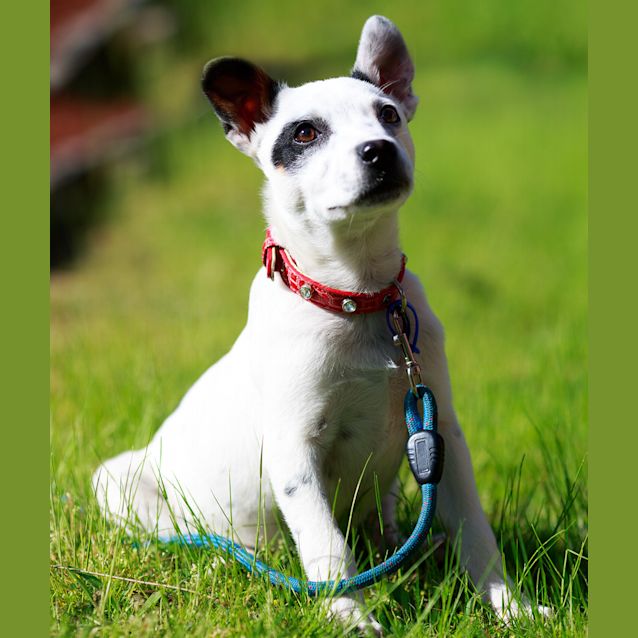 Photo of Lotus ~ Rehomed 2/11/14