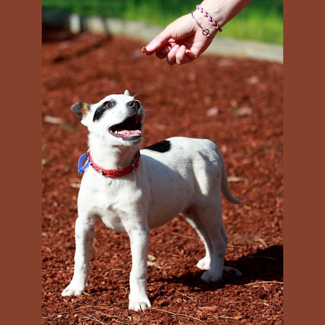 Photo of Lotus ~ Rehomed 2/11/14